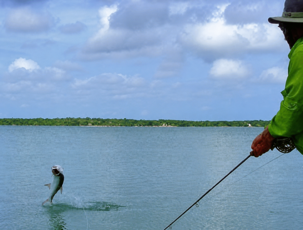 Tarpon jumping beside an angler during catch-and-release fishing in Belize